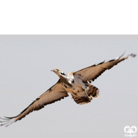 گونه هوبره Macqueenii Bustard